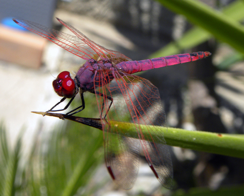 Trithemis annulata